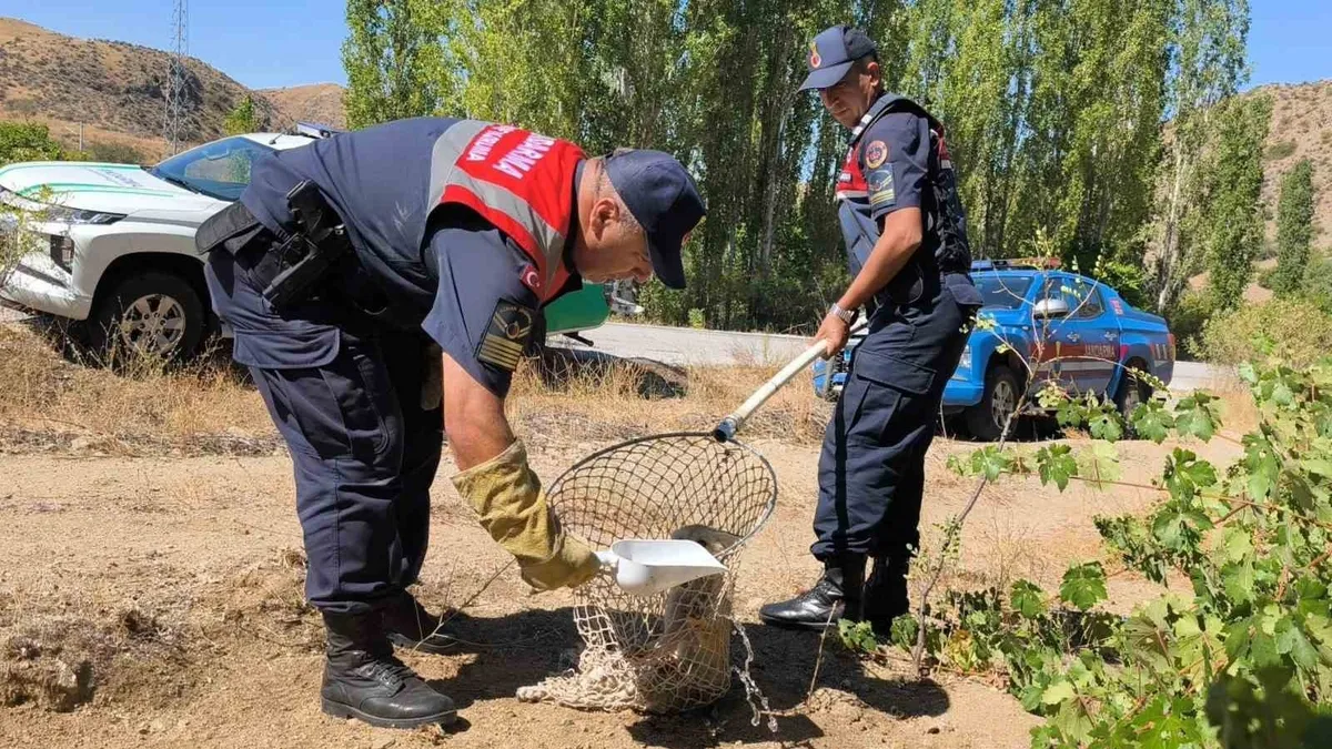 Yaralı tilki koruma altına alındı