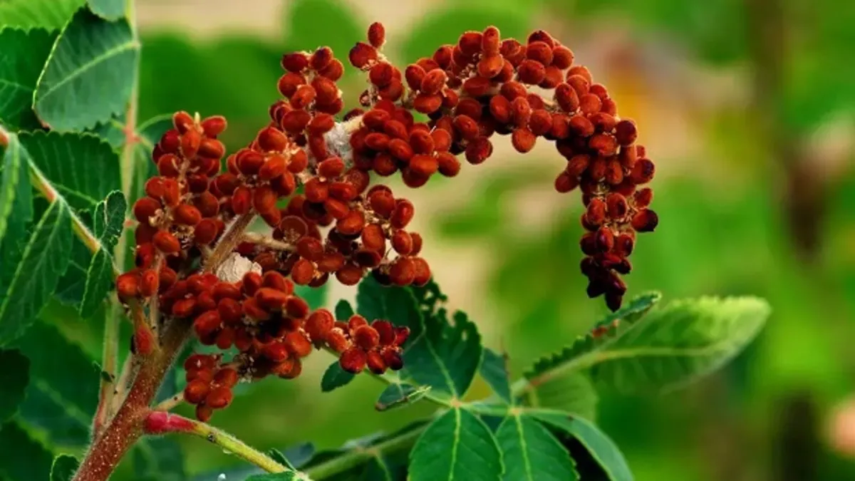 İbn-i Sina: Yediğiniz her şeye katın! İshal, şişkinlik, eklem ağrısı ve kulak iltihabı gibi birçok soruna iyi geliyor