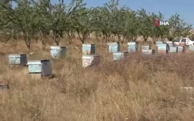 Bozok Yaylası’nda bal hasadı başladı