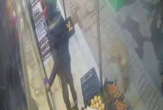 gaziantepte-bir-pitbull-saldirisi-dehseti-daha-o-anlar-kamerada-1641379062874.jpg Gaziantep’te bir pitbull saldırısı dehşeti daha! O anlar kamerada - 1