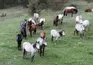 Yaban atları yavruları ile görüntülendi