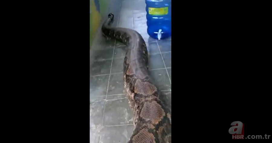 Bir yılan bunu neden yer? Pitonu ameliyat eden veterinerlerden sevinç çığlıkları 24