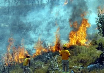 Adana'da orman yangını! Ekiplerin canhıraş müdahalesi sonrası kontrol altına alındı