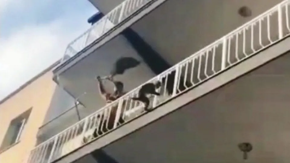 Maymun firarda! Balıkçı ağıyla yakaladı