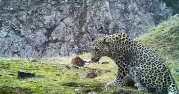 Türkiye’deki yaban hayatında nefes kesen anlar! 4 ilde görüntülendi! Bilim insanlarını harekete geçiren olay