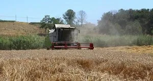 Buğday krizi çözüldü fiyatlar rayına oturdu!