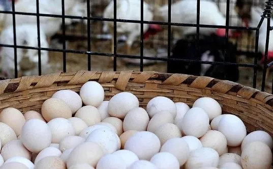 Organik yumurta nasıl anlaşılır? Satın alırken buna bakın! 0,1,2,3 numara yazıyorsa...