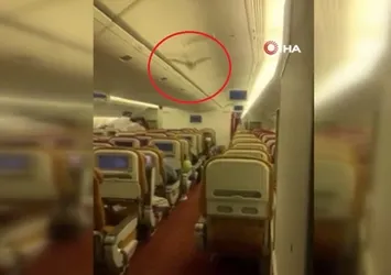 Yolcu uçağında "yarasa" paniği