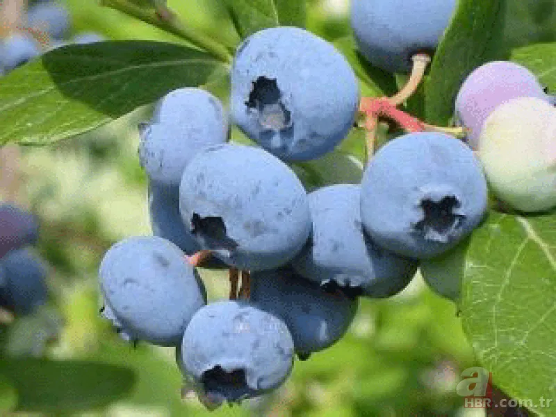 Tansiyonu düşürüyor, beyin fonksiyonlarını en üst seviyeye çıkarıyor! Kanseri önleyen yaban mersini cilde çok iyi geliyor 18