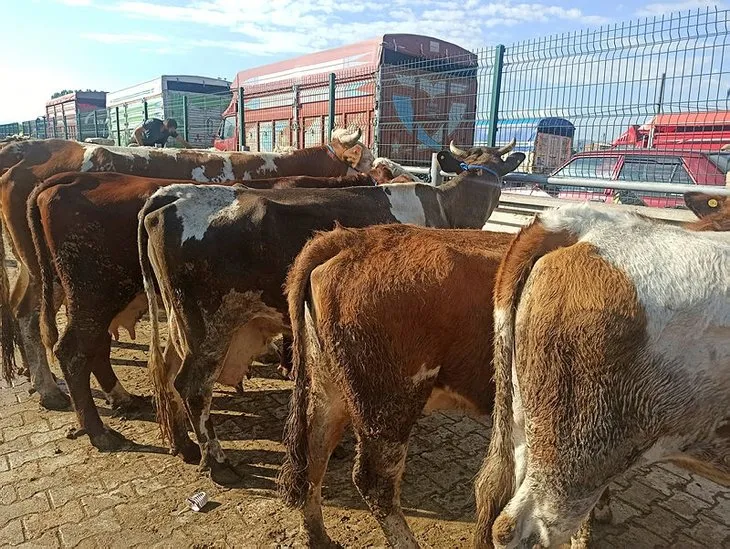 İl il kurbanlık fiyatları ne kadar? 2022 küçükbaş, büyükbaş kurbanlık fiyatları kaç TL? Dana, koç, koyun, keçi, sığır...