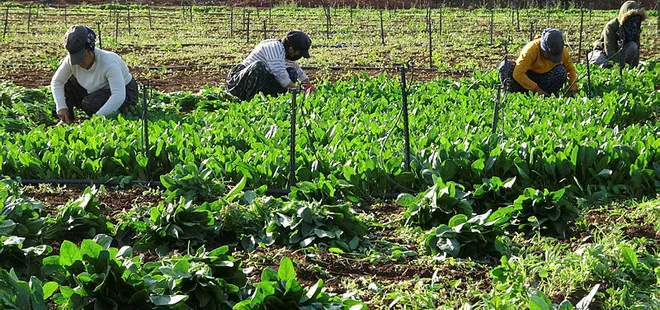 Sakın bu gıdayı tüketmeyin! Valilikten son dakika uyarısı! Atropin zehirlenmesine neden oluyor