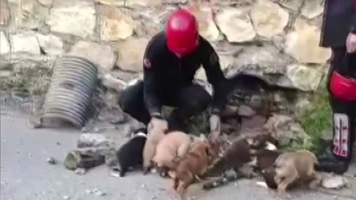 Su gideri borusundan 7 yavru köpek çıktı! İtfaiye ekipleri kurtardı
