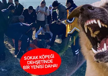 Ankara'da sokak köpeği dehşeti! Çocuğa saldırdı | Vatandaş isyan etti: Çözüm bulun