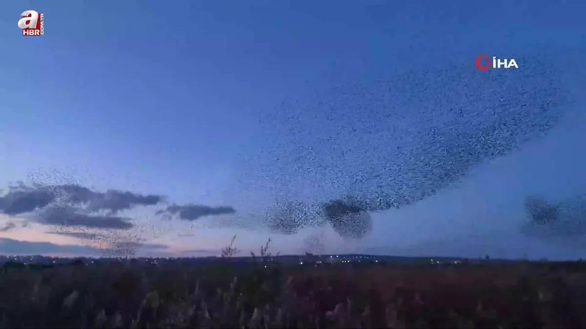Gökyüzünde terapi etkisi: Sığırcıklardan muhteşem dans