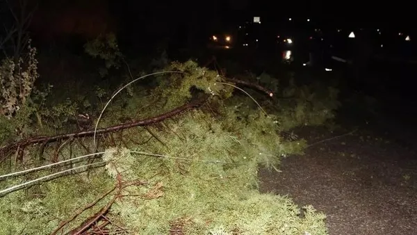 1688611370784.jpeg Fırtına Manisa'yı vurdu! Ağaçlar devrildi elektrik telleri koptu... - 3