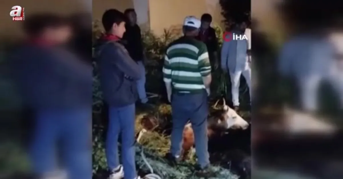 Çukura düşen büyükbaş hayvan kurtarıldı