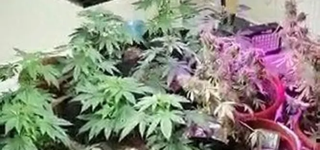 Evini uyuşturucu serasına çeviren şüpheli polisleri şaşırttı!