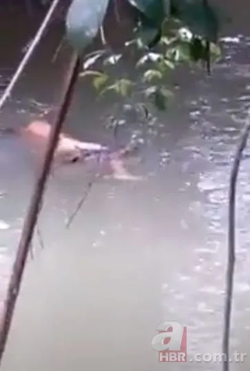 Nehirde yüzen adam dev timsaha yem oldu! Dehşet anları böyle görüntülendi