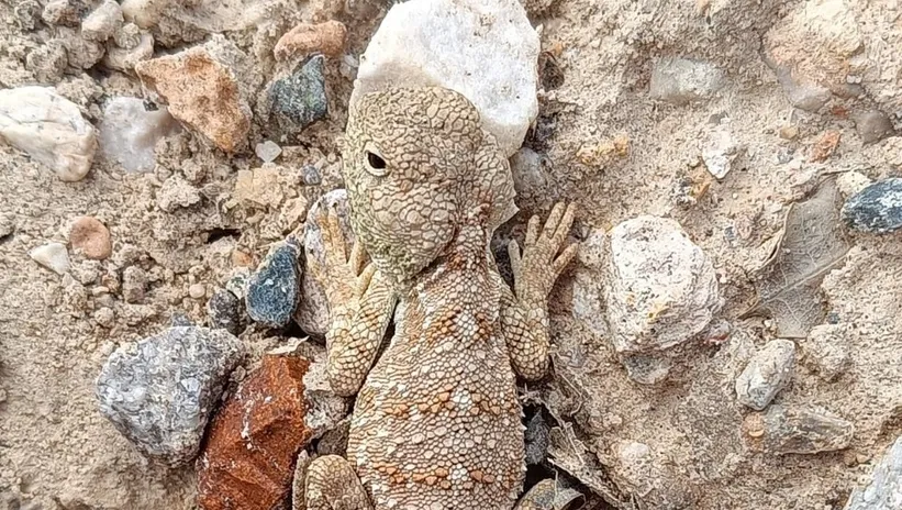 Nadir görülüyor! Erzincan’da ortaya çıktı