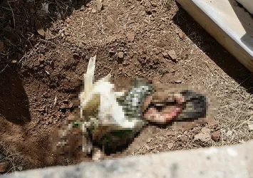 Mezarlıkta dehşet! Poşete sarılı halde bebek cesedi bulundu