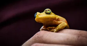 Amazon’da dokuz yeni tür keşfedildi