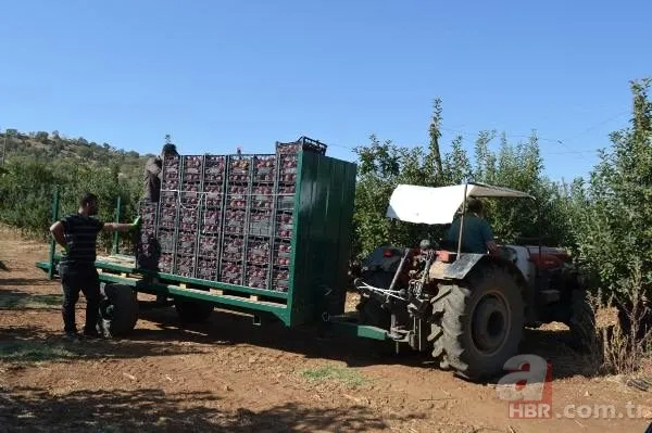 Bahçede görüp etkilendi kariyerini bıraktı! Şimdi hayatı değişti! 10 yılda... 7