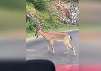 Yaban keçisi böyle görüntülendi