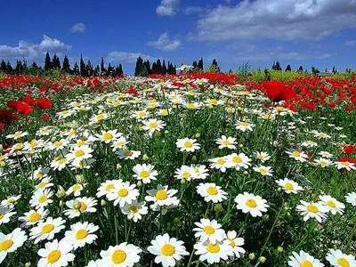 İlk cemre düştü mü? İlk cemre ne zaman düşer? İlk cemre nereye düşüyor? - 1