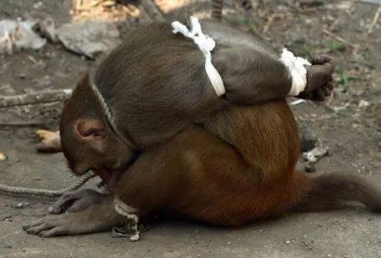 hayvana ezıyet ile ilgili görsel sonucu