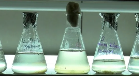 Marmara Denizi'nde salya araştırması! - 6