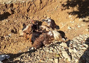 Ağılda katliam! Kurtlar girdi