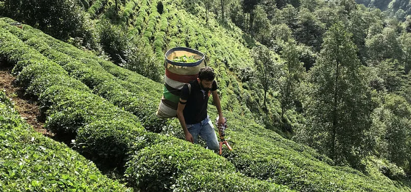 Son dakika: Artvin'de bir köy karantinaya alındı!