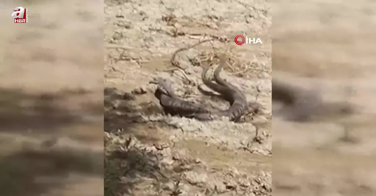 Hatay'da yılanların çiftleşme dansı kamerada