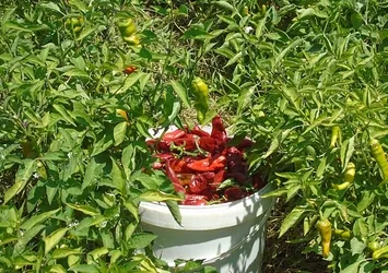 Gaziantep'te sofralık kırmızı biber hasadı!