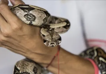 ABD’li adamın 18 yıllık tehlikeli alışkanlığı yeni panzehir çalışmalarına ilham oldu