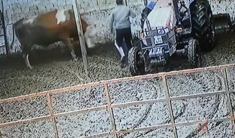 Kızgın boğa sahibine dehşeti yaşattı! 800 kiloluk Mosso böyle saldırdı 🐂 17