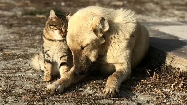 Son dakika: AK Parti’den Hayvan Hakları Yasa Tasarısı açıklaması! Meclis’e sunuldu