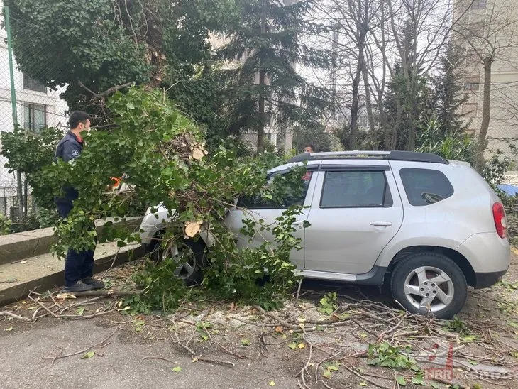 İstanbul Kadıköy’de görenleri şoke eden olay! Dev ağaç otomobillerin üzerine devrildi