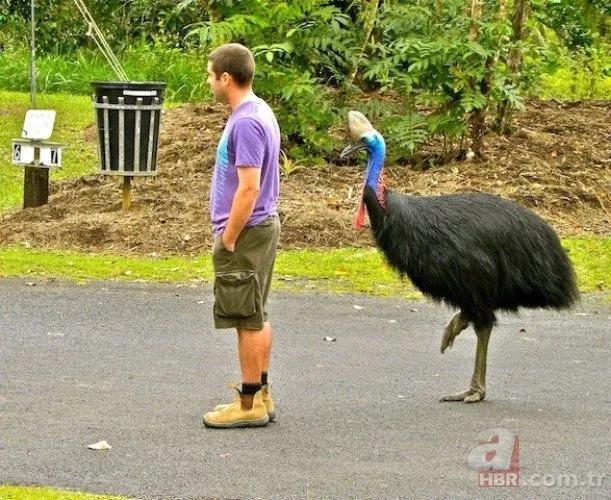 Bilecik’te 220 kiloluk dev domuz avcıya saldırdı! O anlar kamerada 22