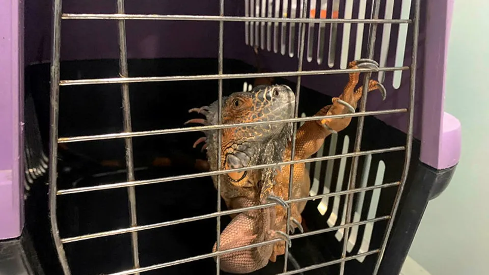 Üsküdar'da 1 metre 25 santimetre boyunda iguana bulundu