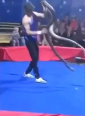 Dev piton gösteri yapan adamı seyircilerin gözü önünde boğdu! O anlar böyle görüntülendi 8