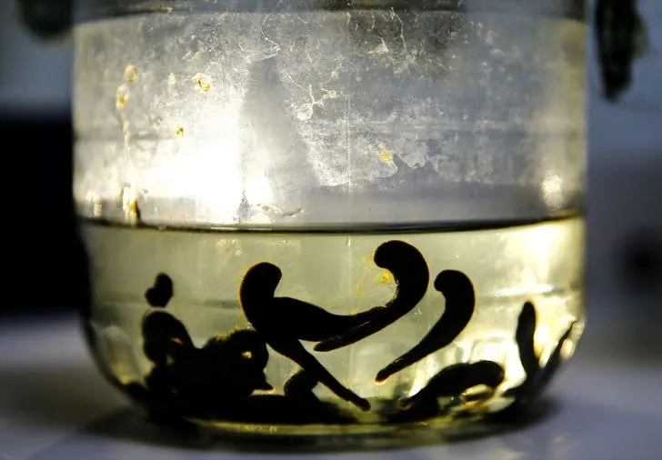 Sülüklerin nesli tükenme tehlikesiyle karşı karşıya! Uzmanlar uyardı…