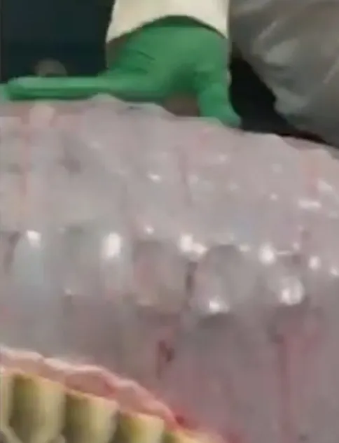5 buçuk metrelik Burma pitonunun içinden çıkanlar görenleri şoke etti 🐍 'Nasıl yuttun onu' dedirtti 🐊