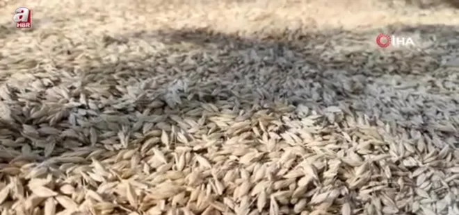 12 bin yıllık siyezin hasadını tamamlayan çiftçilerin bulgur yapım mesaisi başladı