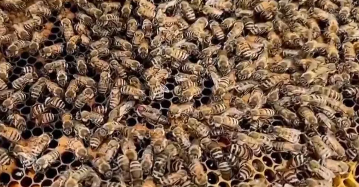 BAE’de sıcağa dayanıklı arı üretildi