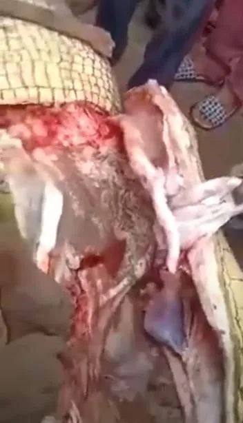 Timsahın karnından insan çıktı! Kan donduran anlar böyle görüntülendi...