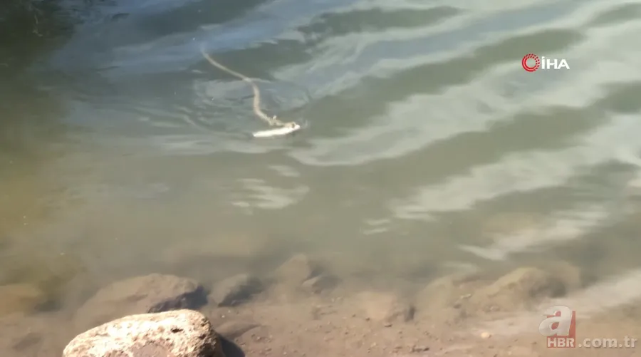 Avlayıp metrelerce ağzında böyle taşıdı! Amatör balıkçılar görüntüledi 2