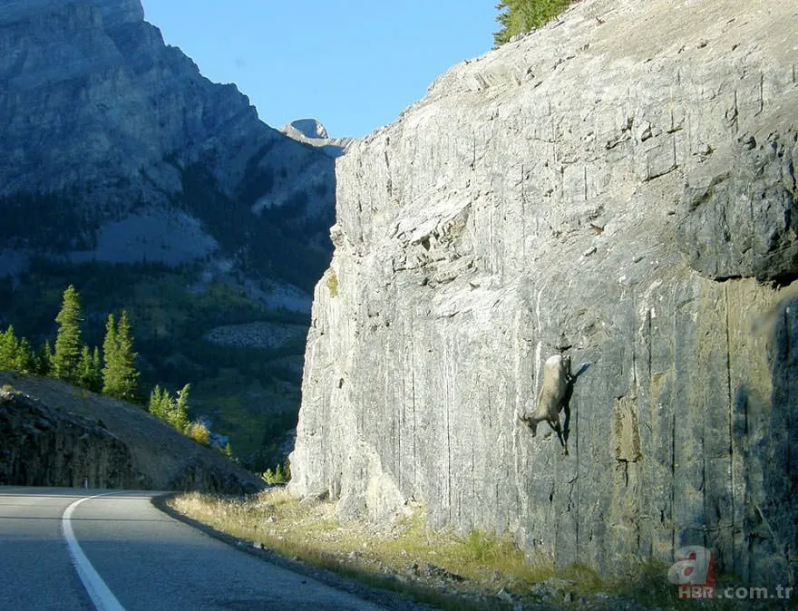 Yerçekimine meydan okuyorlar 4