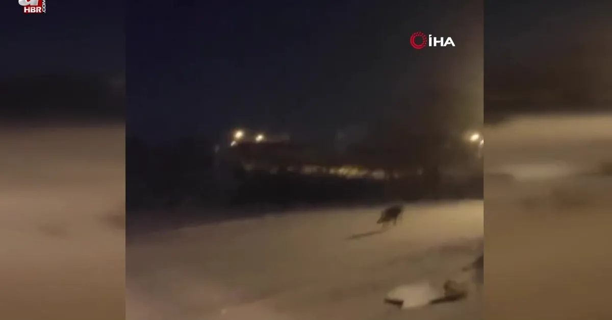 Ardahan'da aç kalan kurt şehre indi