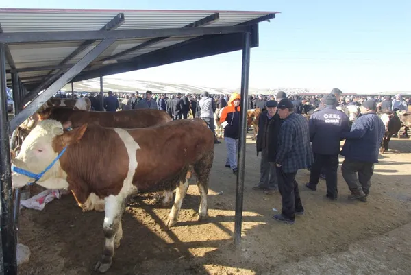 Sakarya'da şap hastalığı tehlikesi! Karantinaya geçildi - 4